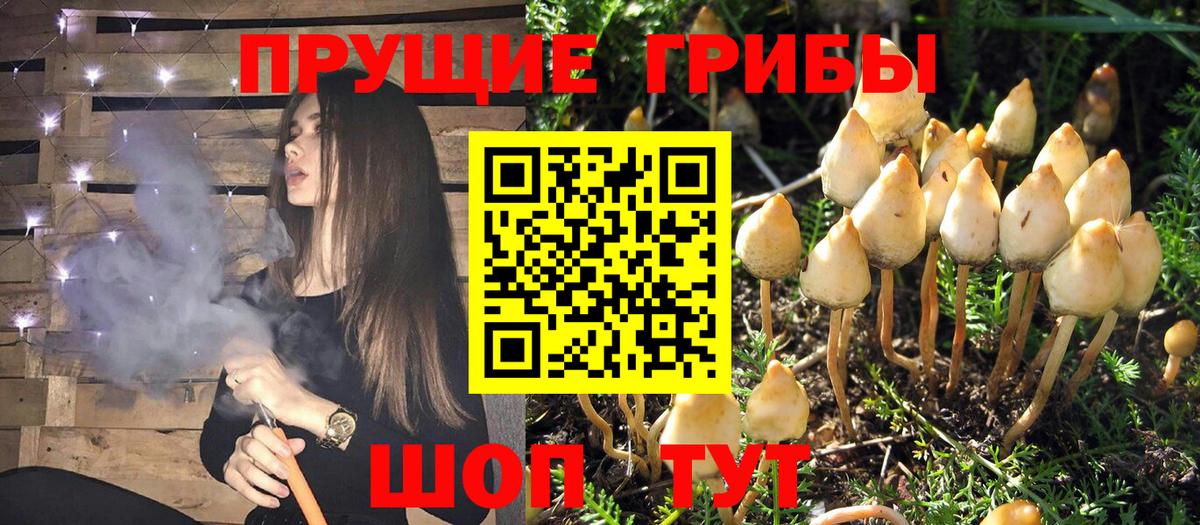 Псилоцибиновые грибы Psilocybe Сердобск